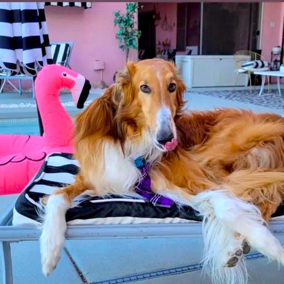 Other - 💗The Furry Freeloaders Stanley, Frazier, Greyson, Dottie and Fred! 💗